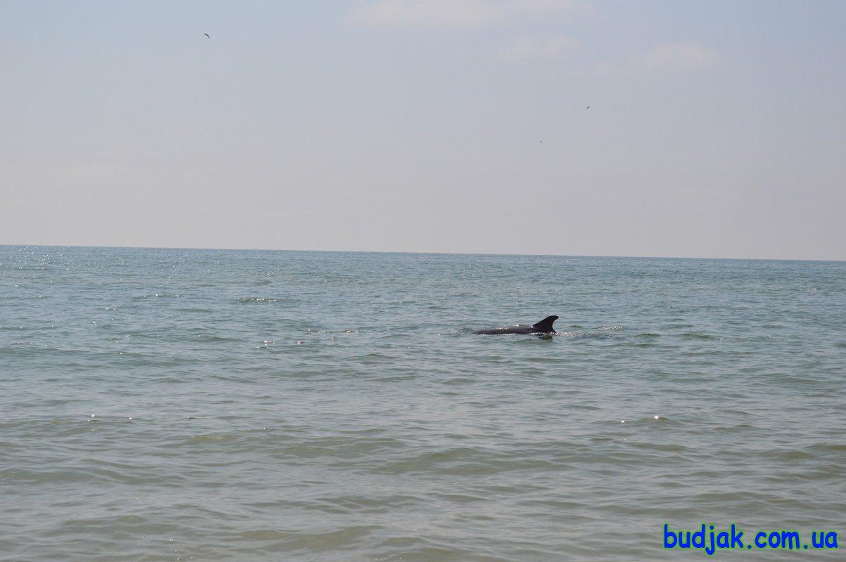 Море, пляж, дельфины на курорте Лебедевка